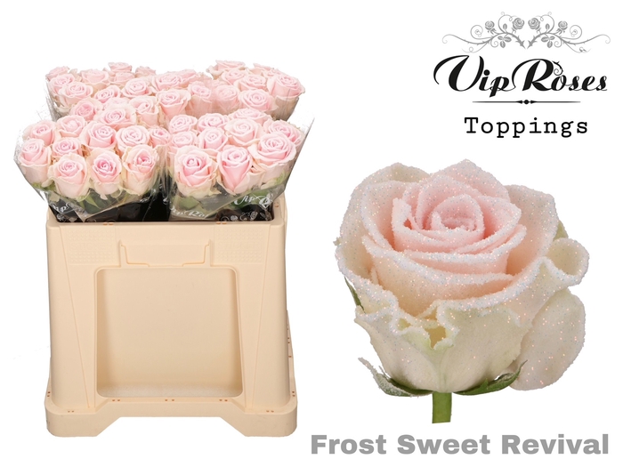 <h4>R GR FROST REVIVAL SWEET</h4>