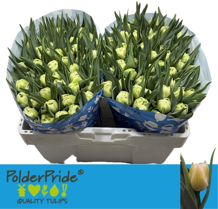 <h4>TU DU AVANT GARDE</h4>