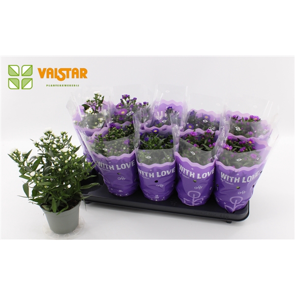 <h4>Aster Gemengd With Love by Valstar sleeve</h4>