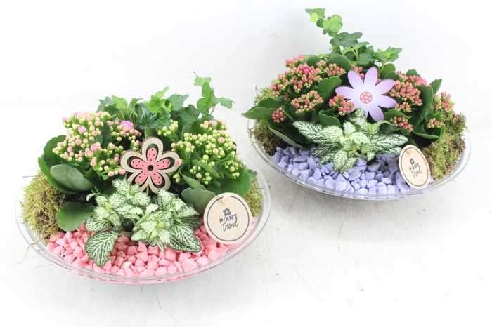 arr2 PL - Glas schaal 27cm - roze/lila