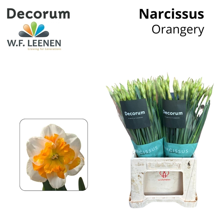 <h4>NARCISSUS OV NARC OV,30 GR.</h4>