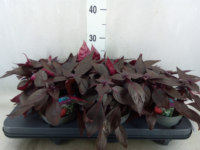 <h4>Iresine herbstii 'Rich Darkstar'</h4>