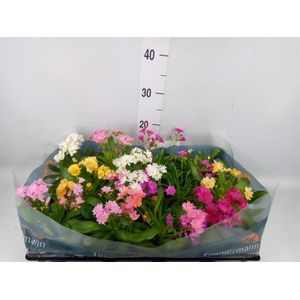 Lewisia cot.