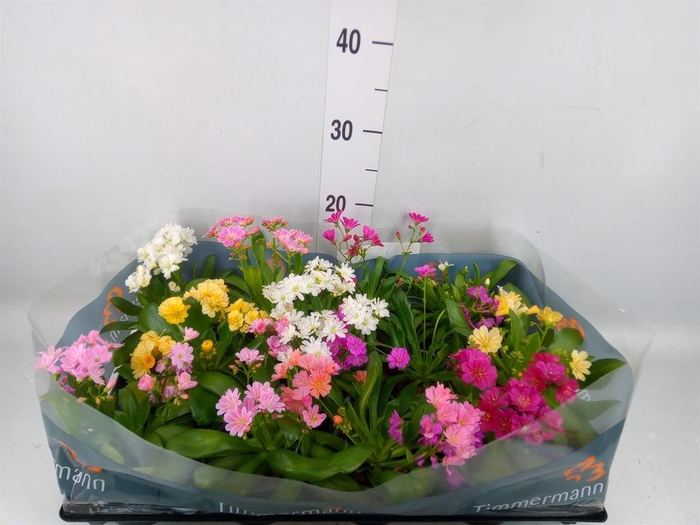 <h4>Lewisia cot.</h4>