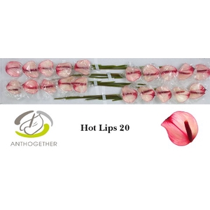 ANTH PR AMA HOT LIPS 20