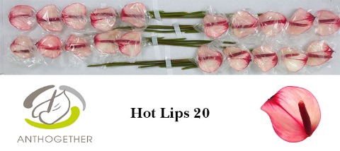 ANTH PR AMA HOT LIPS 20