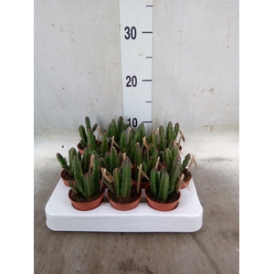 Stapelia leendertziae