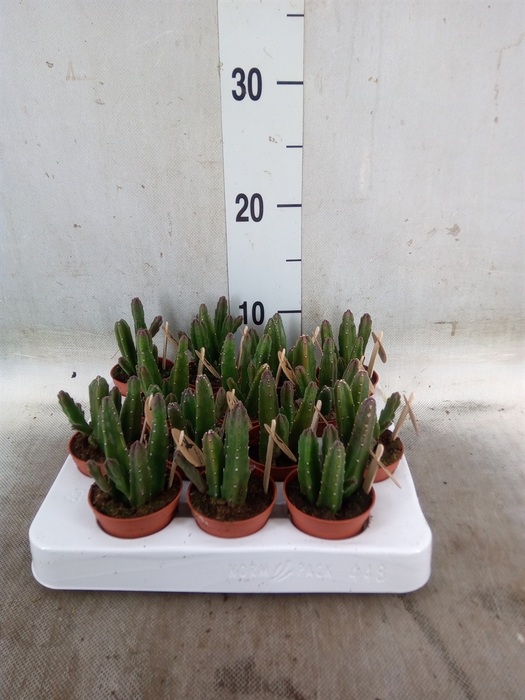 <h4>Stapelia leendertziae</h4>