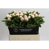 Paeonia Ivory Escort
