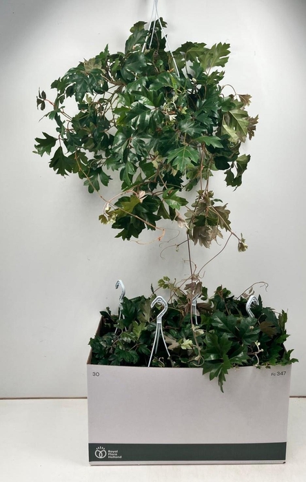 <h4>CISSUS RH ELLEN DAN</h4>