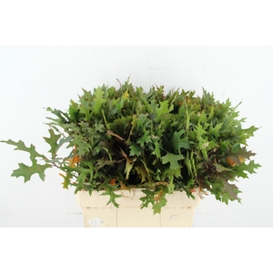 QUERC PALUSTRIS 60CM