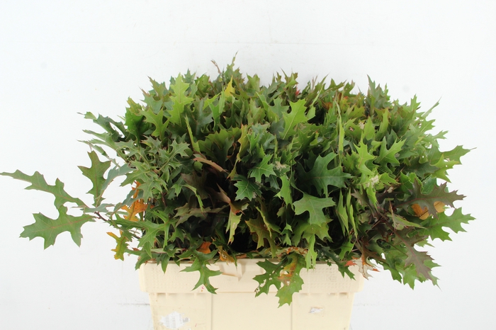 <h4>QUERC PALUSTRIS 60CM</h4>