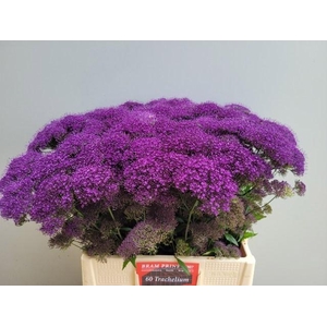 TRACH PU LAKE MICHIG