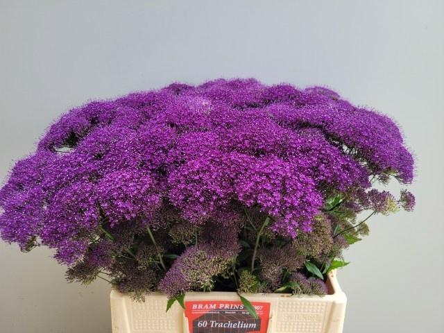 <h4>TRACH PU LAKE MICHIG</h4>