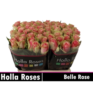 R GR BELLE ROSE