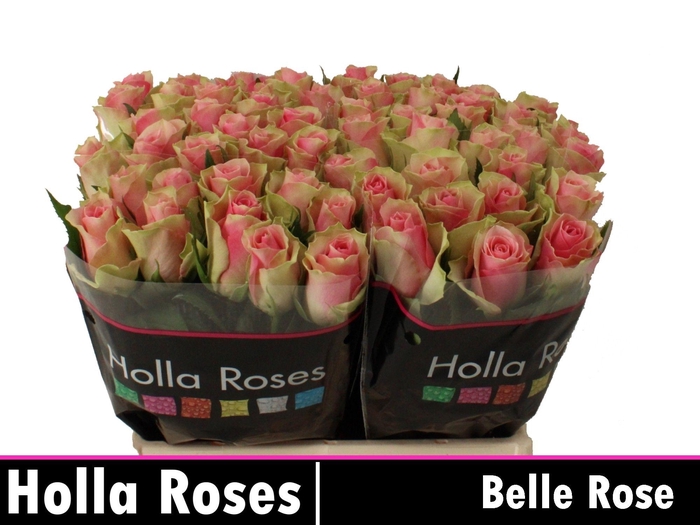 <h4>R GR BELLE ROSE</h4>