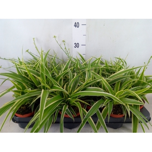 Chlorophytum com. 'Ocean'