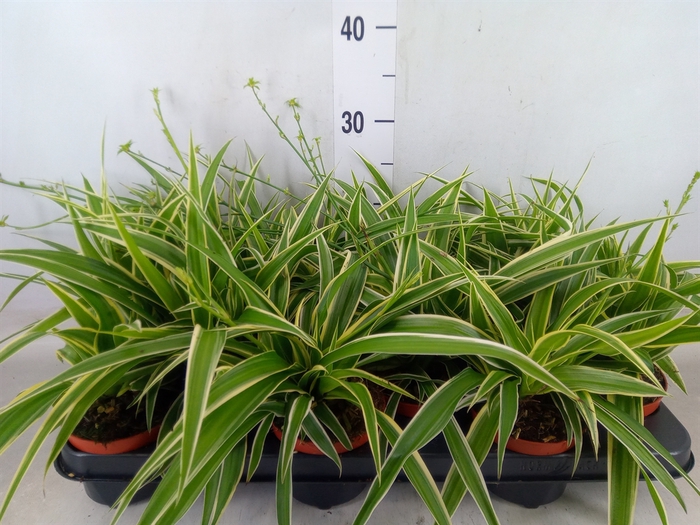 <h4>Chlorophytum com. 'Ocean'</h4>