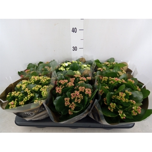 Kalanchoe blos. 'RoyalDon'   ..mix