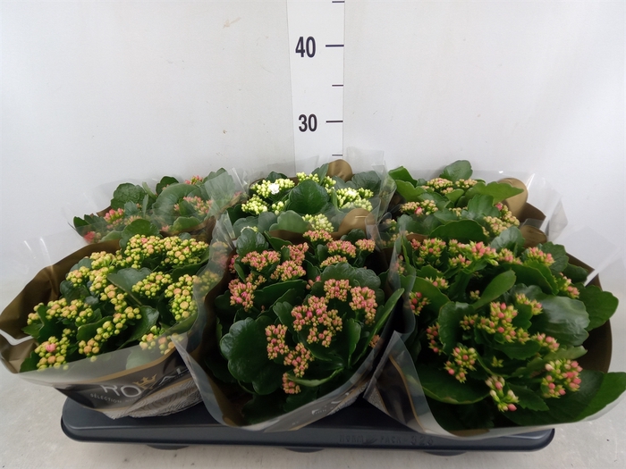 <h4>Kalanchoe blos. 'RoyalDon'   ..mix</h4>