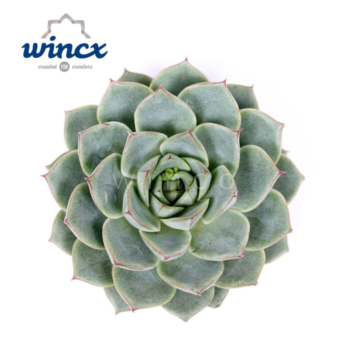 <h4>Echeveria Ov</h4>
