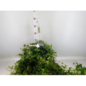 Hedera helix 'Pittsburgh'