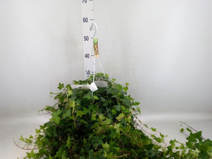 <h4>Hedera helix 'Pittsburgh'</h4>