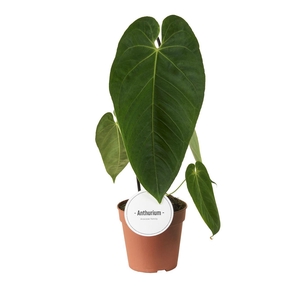 Anthurium Queremalense