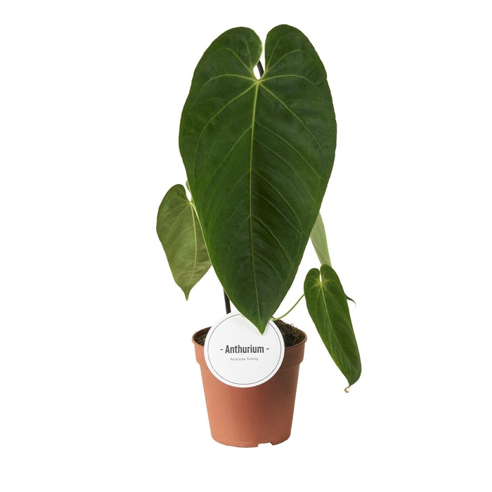 <h4>Anthurium Queremalense</h4>