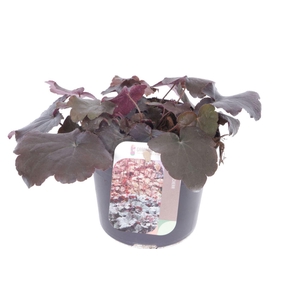 Heuchera micr. Palace Purple