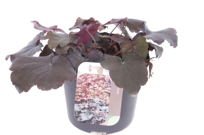 <h4>Heuchera micr. Palace Purple</h4>