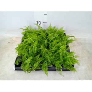 Nephrolepis exal.   ...