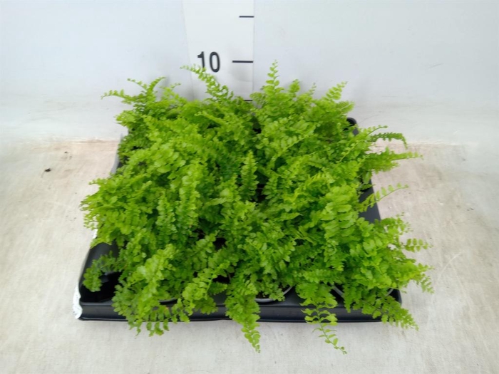 <h4>Nephrolepis exal.   ...</h4>