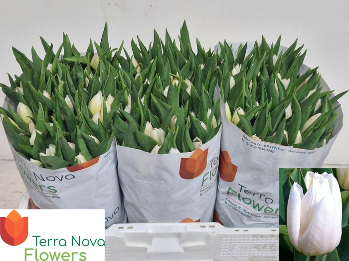 <h4>TU EN WHITE PRINCE</h4>