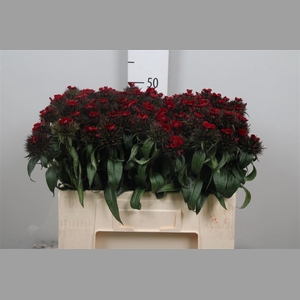 Di Barb B Diep Rood