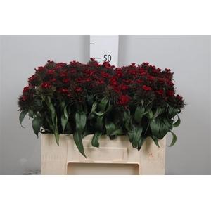 Di Barb B Diep Rood