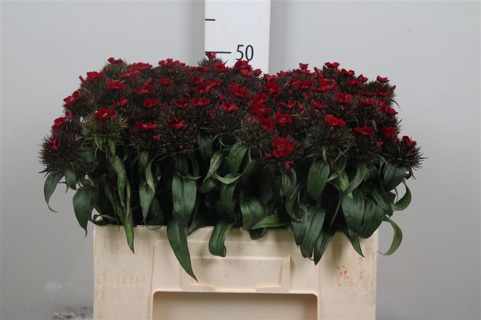 <h4>Di Barb B Diep Rood</h4>