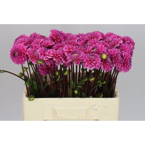 Dahlia Sandra