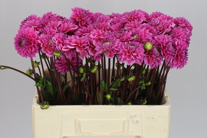 <h4>Dahlia Sandra</h4>