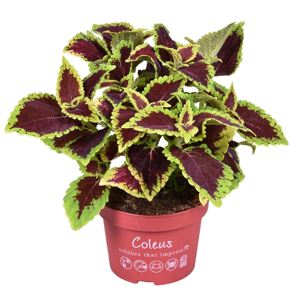 <h4>Coleus Main street Alligator Alley</h4>