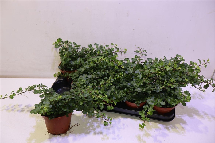 <h4>Hed He Wonder</h4>