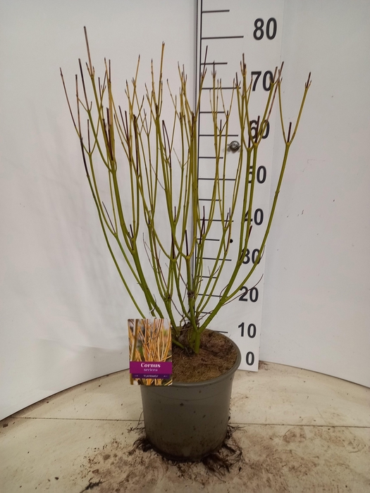 <h4>CORN SER FLAVIRAMEA</h4>