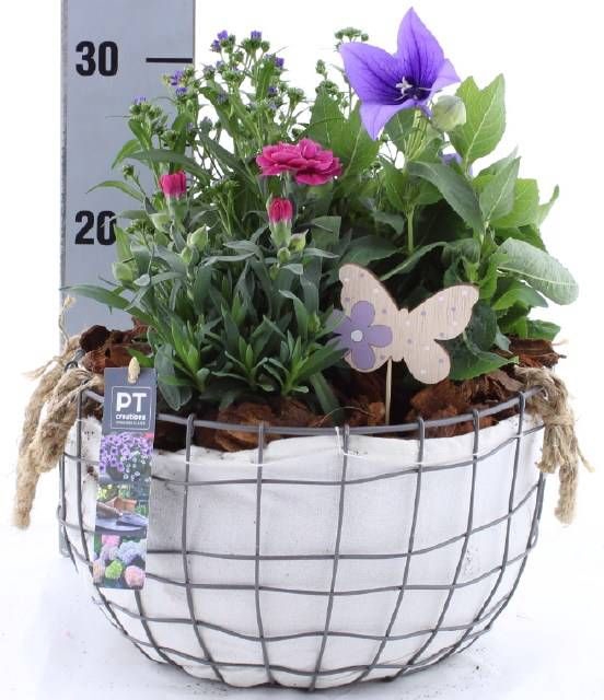 <h4>ARR TUINPLANTEN</h4>
