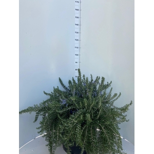 ROSMARIN OF PROSTRAT