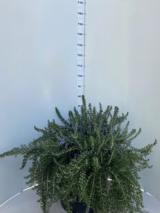 <h4>ROSMARIN OF PROSTRAT</h4>