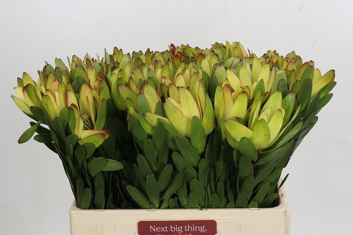 <h4>LEUCAD SAF GOLDSTRIK</h4>