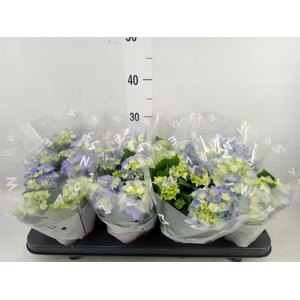 Hydrangea mac. 'Early Blue'