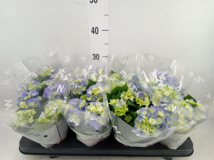 <h4>Hydrangea mac. 'Early Blue'</h4>
