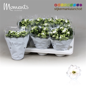 Kalanchoe Moments - White