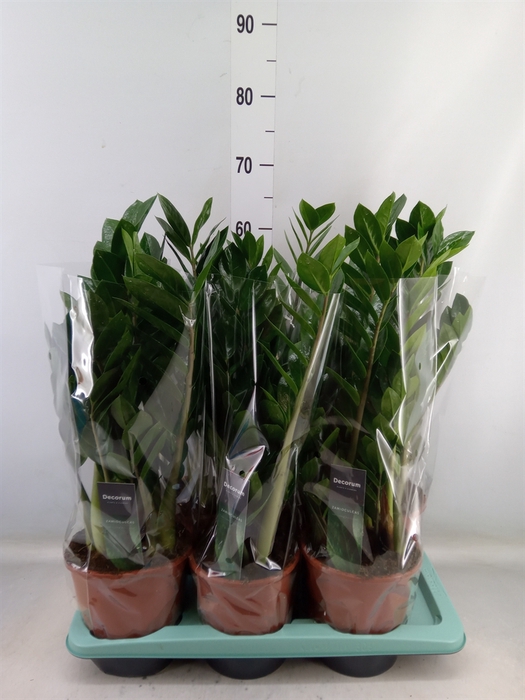 <h4>Zamioculcas zamiifolia</h4>